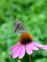 Ein Schmetterling sitzt auf einer Echinaceablüte