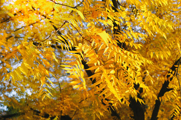 Golden autumn concept. Background image of autumn leaves perfect for seasonal use. Sunny day, warm weather.