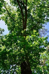 Alte Eiche im Teufelsmoor (Berlin-Köpenick)