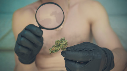 The young person looks at cannabis with magnifier and hold in his hand medical marijuana buds. Cannabis is a concept of herbal medicine.