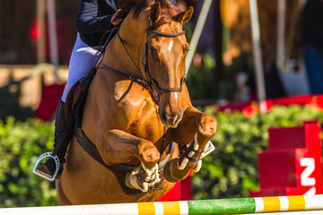Horse Head Feet Jumping Pole Closeup Action Rider Legs Equestrian Sport