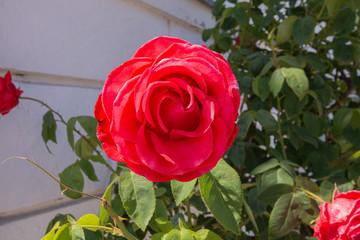 rote Rosen, Rosenstadt Putbus, Rügen