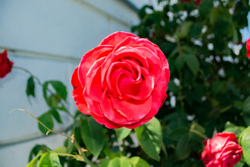 rote Rosen, Rosenstadt Putbus, Rügen