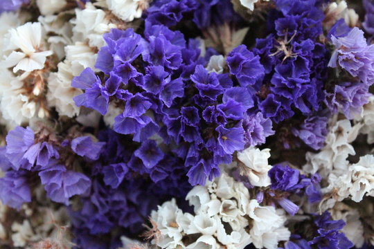  Background Of Blue Dried Flowers