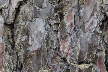  tree bark relief