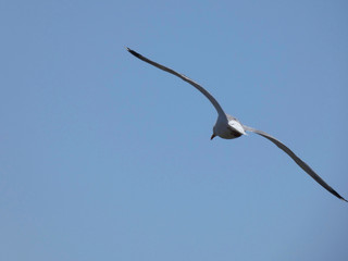 Gaviota volando, extendiendo sus grandes alas pasra aprovechar al máximo las corrientes de aire y las térmicas para elevar o bajar el vuelo