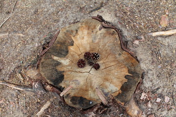 Pine cones on a tree stump