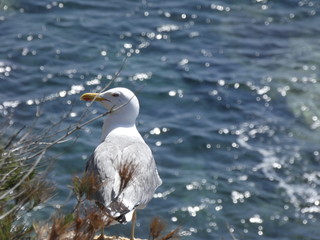 Gaviotas en el acantilado, mirando el azul mar mediterráneo, vigilando que los depredadores no se acerquen a sus crías y vigilando el nido