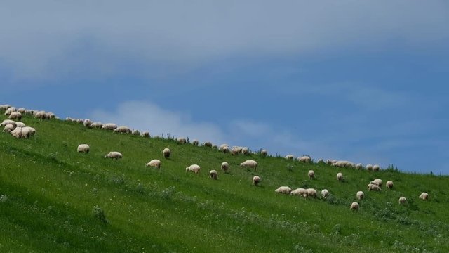 Flock of sheep grazing in the field