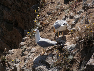 Gaviota en las rocas de un acantilado en la costa mediterránea. Fondo de azul del mar mediterráneo