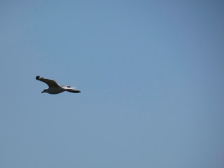 Gaviota volando, extendiendo sus grandes alas pasra aprovechar al máximo las corrientes de aire y las térmicas para elevar o bajar el vuelo