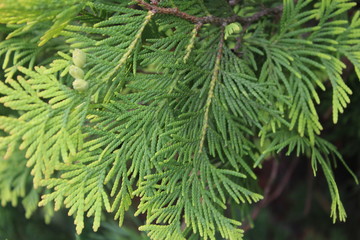 Background - thuya paws