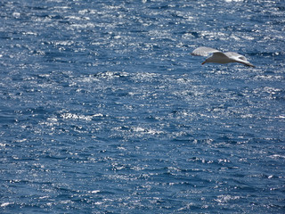 Fototapeta premium Gaviota volando sobre el azul mar mediterráneo.