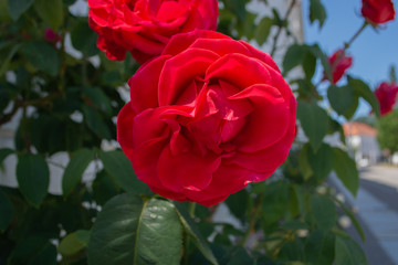 rote Rosen, Rosenstadt Putbus, Rügen
