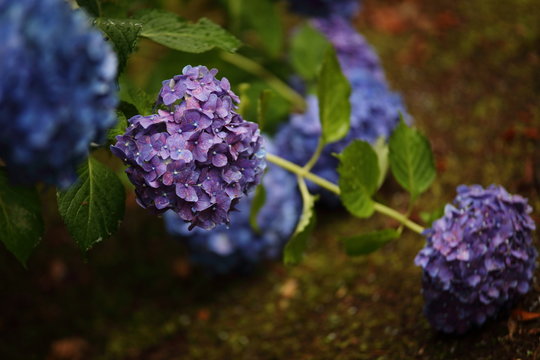 紫陽花