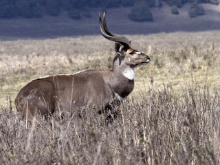 Very rare Mountain nyala, Tragelaphus buxtoni, is a large antelope, lives only in a small area of Bale National Park, Ethiopia