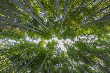 見上げた竹林