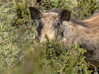 Desert Warthog, Phacochoerus aethiopicus, is abundant in Bale Park, Ethiopia