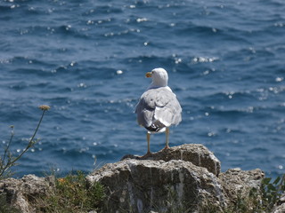 Gaviota adulta con el fondo del mar mediterráneo, vigilando su posición en el acantilado,...
