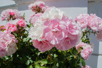 rose Rosen - Rosenstadt Putbus, Rügen