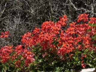 Plantas y flores que están en el camino de Ronda de la costa brava