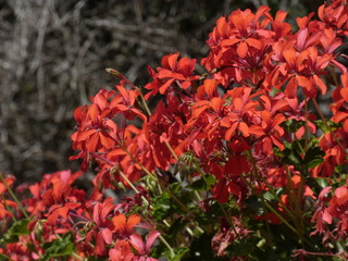 Plantas y flores que están en el camino de Ronda de la costa brava