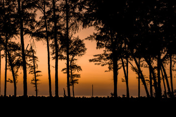evening forest, black silhouettes of coniferous trees against the background of the sea promenade with tetrapods under a bright orange pink sunset sky