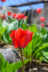 Naklejka premium Tulip