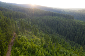 Sunlight in spruce forest in the sunset - drone view.