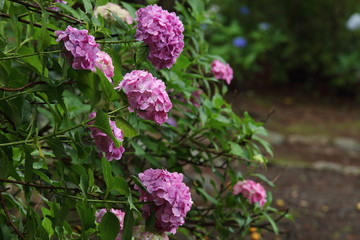 紫陽花