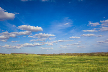 Fototapeta premium bright summer yellow-green meadow under a blue sky with white clouds