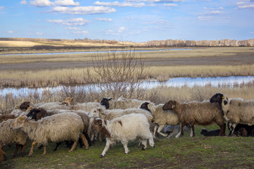 Fototapeta premium a flock of white and black sheep with cubs running across a green meadow against a background of dry trees, reeds and a river under a blue sky