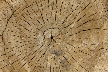 round cut light wood with cracks. annual rings. natural surface texture