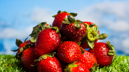 Red strawberries on green grass with blue sky background