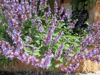Sage in flower
