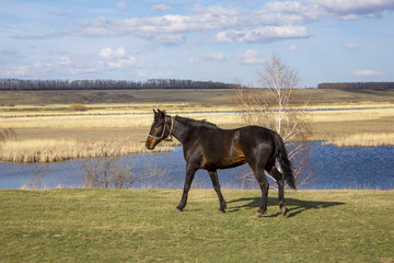 brown horse closeup on a green spring meadow against the background of a river valley with a forest and dry reeds under a blue sky