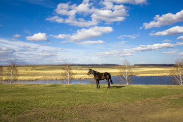 brown horse on a green spring meadow against the backdrop of a valley with a river and dry reeds under a bright blue sky