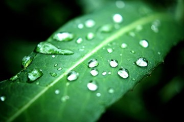 雨上がりの葉のしずく