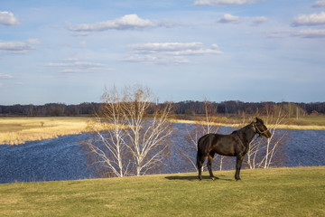 dark horse on a green spring meadow against the background of a river valley with a forest and dry...