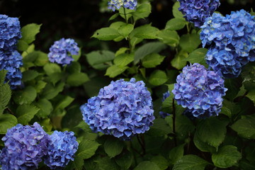 紫陽花