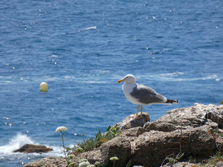 Gaviota posada sobre una roca con el fondo del azul mar mediterráneo