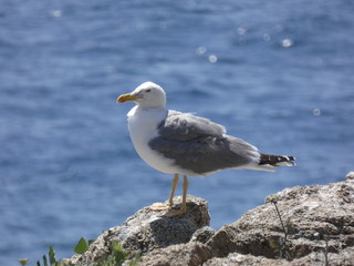 Gaviota posada sobre una roca con el fondo del azul mar mediterráneo