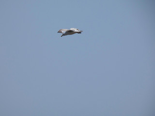 Gaviotas sobrevolando los acantilados y vigilando a sus polluelos