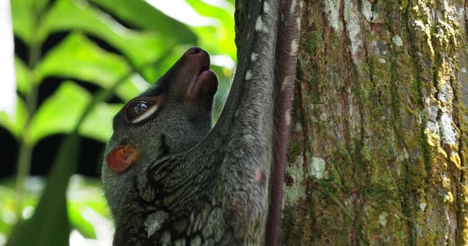 Sunda flying lemur - Galeopterus variegatus or Sunda colugo or Malayan flying lemur or Malayan colugo, found throughout Southeast Asia in Indonesia, Thailand, Malaysia, and Singapor
