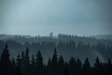 Selbstklebende Fototapete Wald im Nebel Kiefernwald-Silhouette.