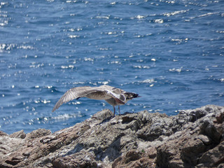 Gaviota volando sobre el azul mar mediterráneo.