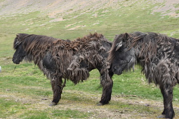 Beautiful wild Icelandic horses with mountains in background
