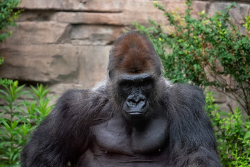 Western Lowland Gorilla (Gorilla Gorilla) staring intently at the camera