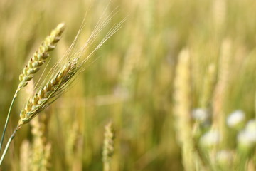 A golden field of wheat and a sunny day. The ear is ready for a wheat harvest close-up, illuminated by sunlight, against the sky. Soft focus. the space of sunlight on the horizon. Idea concept is rich