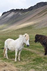 Obraz premium Beautiful wild Icelandic horses with mountains in background